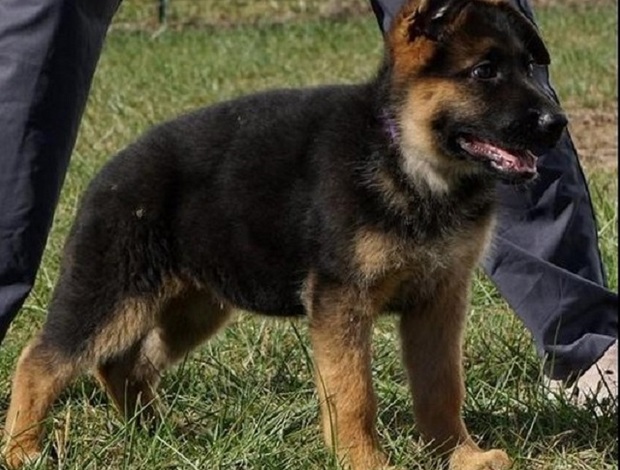 German Shepherd Dog Home raised German Shepherd puppies that are ready for their new homes
