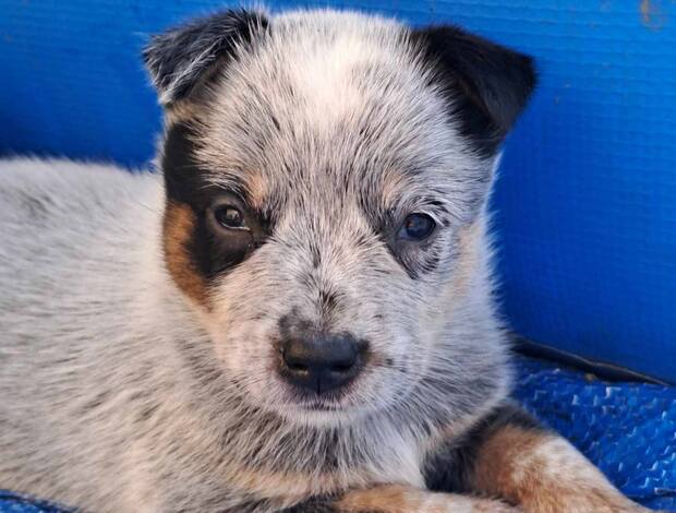 Australian Cattle Dog Australian Cattle Dog  puppies