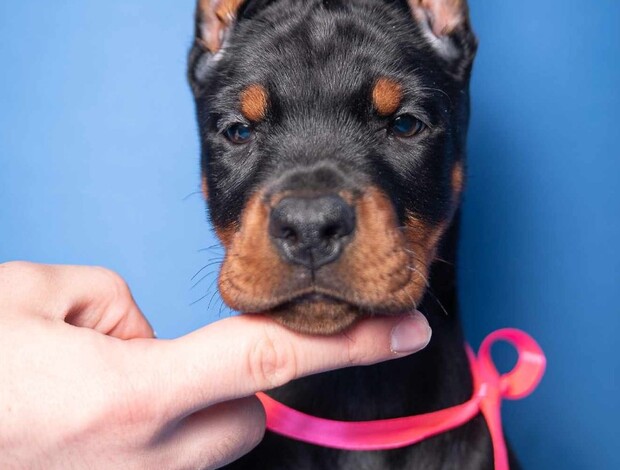 Doberman Pinscher Doberman puppies