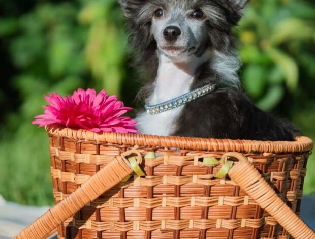 Chinese Crested Dog Chinese Crested dog female puppy