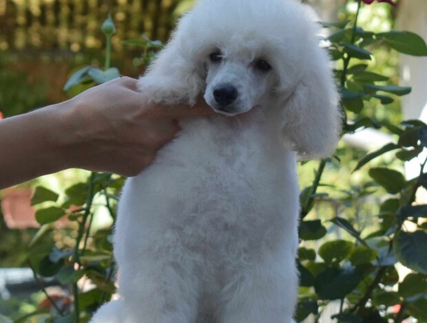 Poodle White Miniature Poodle puppies