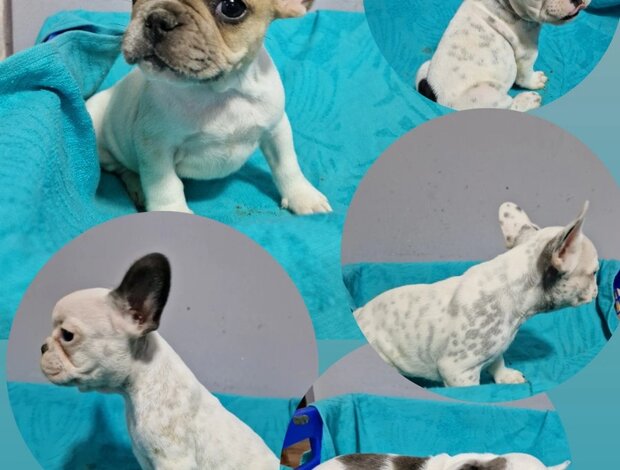 French Bulldog French Bulldog puppies for sale