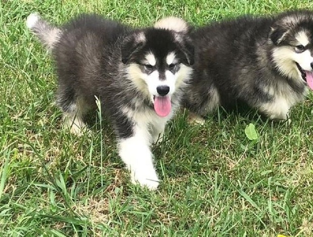 Alaskan Malamute Well Socialized Alaskan Malamute puppies for sale  470-673-7509