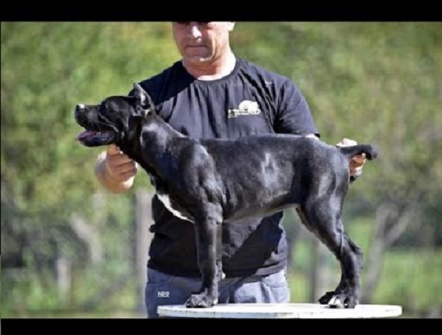 Cane Corso Cane Corso puppies