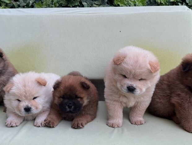 Chow Chow Chow Chow puppies for sale