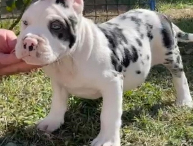 Other American Bully !!!