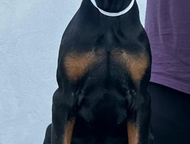 Doberman Pinscher Doberman puppies