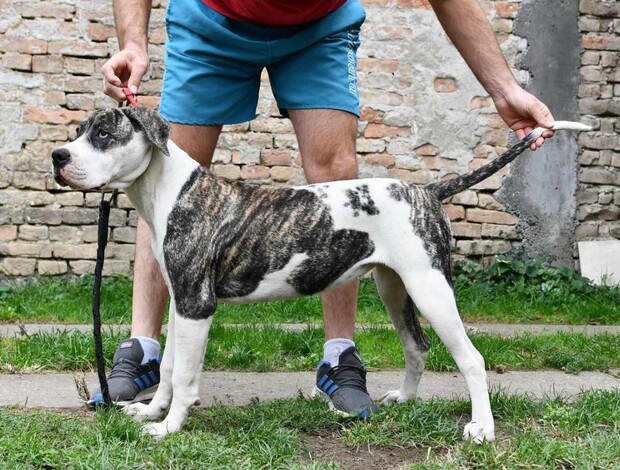 American Bulldog American bulldog puppies