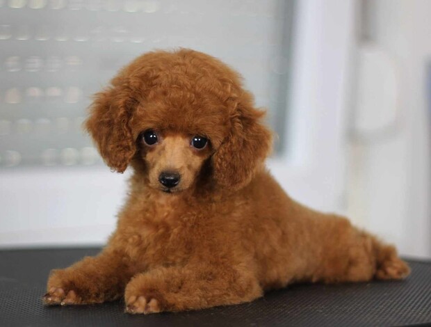 Poodle Toy Poodle puppies for sale