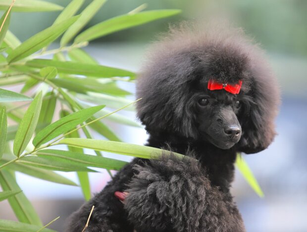 Poodle Toy Poodle female puppy