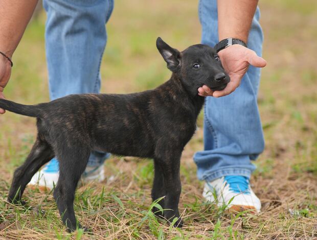 Dutch Shepherd Dog Dutch Shepherd  puppies for sale