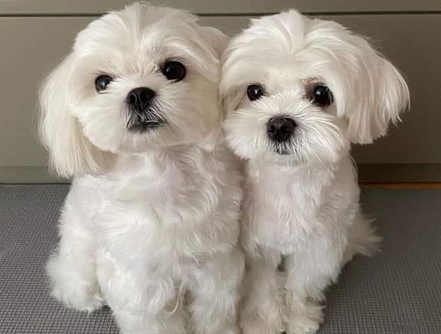 Havanese Adorable Havanese Male & Female For Adoption