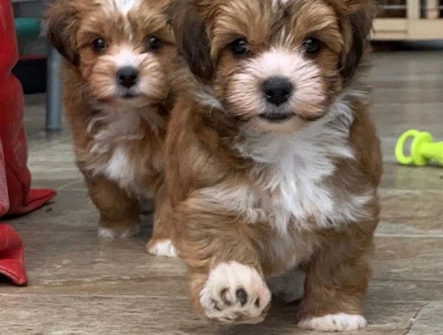 Havanese Home Raised Havanese Puppies for Rehoming and Adoption