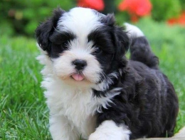 Havanese Havanese Puppies for Adoption