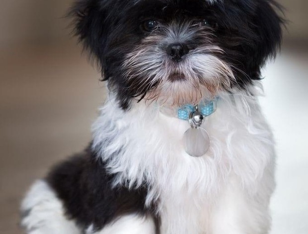 Havanese Havanese Puppies For Adoption