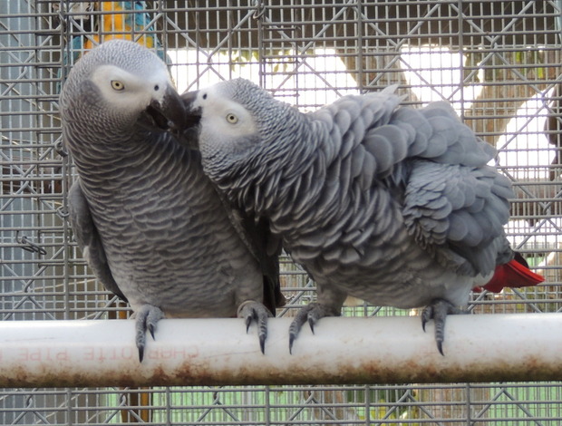 African Grey Parrot Affordable Congo African Grey Parrots for sale USA
