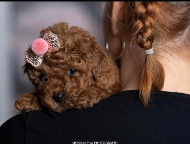 Poodle Red dwarf and toy poodles