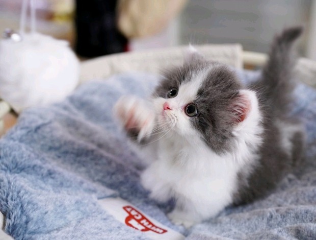 Scottish Fold Scottish Fold Cats Available Here