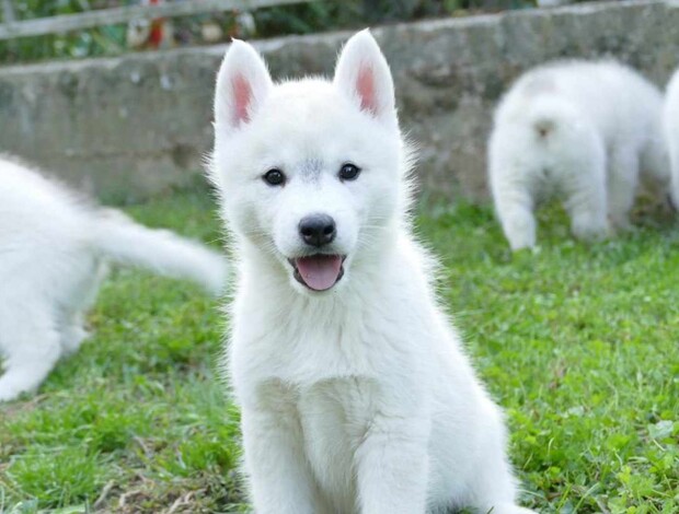 Siberian Husky Siberian Husky puppies