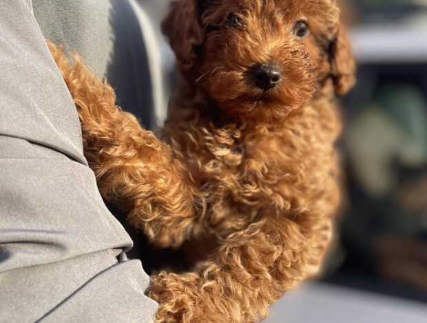 Poodle Miniature Poodle puppies