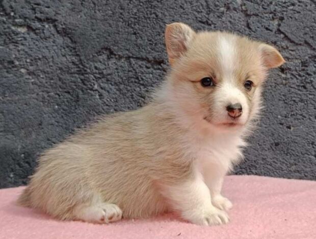 Welsh Corgi, Pembroke Pembroke Welsh Corgi puppies