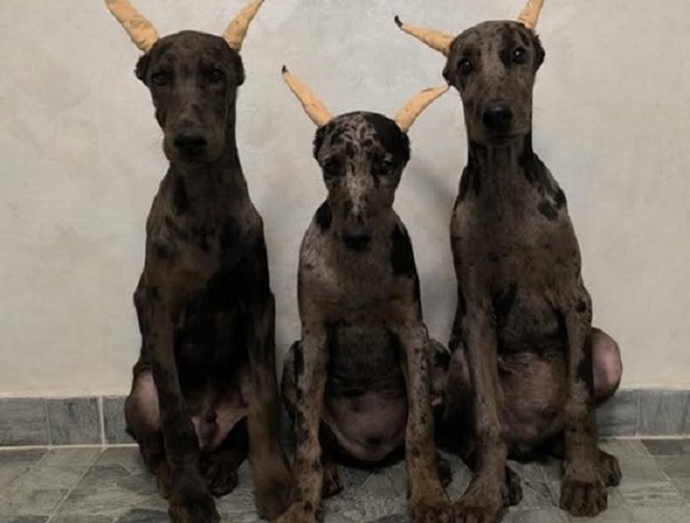 Doberman Pinscher Doberman