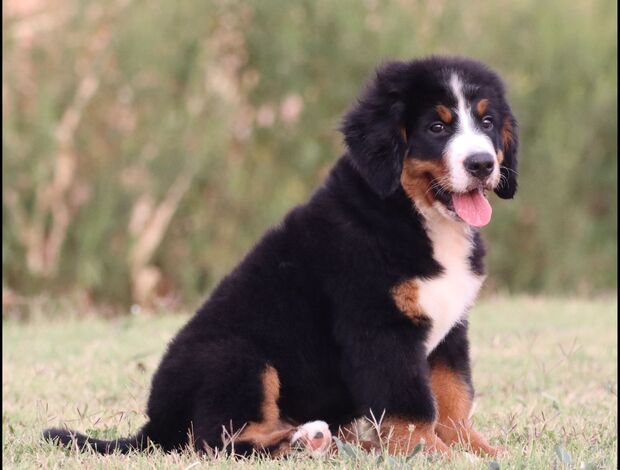Bernese Mountain Dog Bernese Mountain Dog puppies