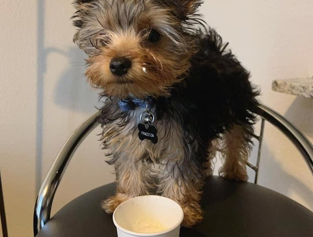 Yorkshire Terrier Yorkie p