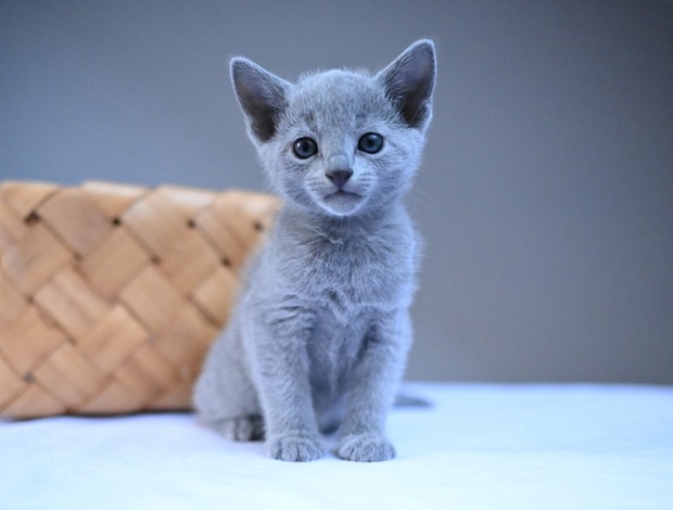 Russian Blue Russian Blue Cats Available Here