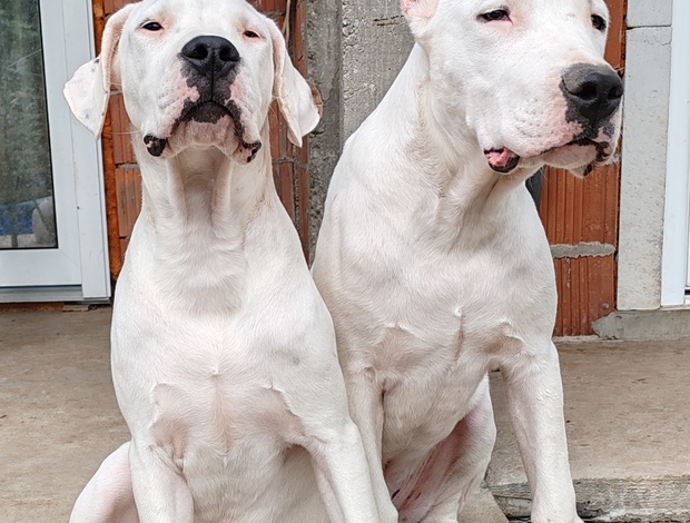 Dogo Argentino Dogo Argentino puppies