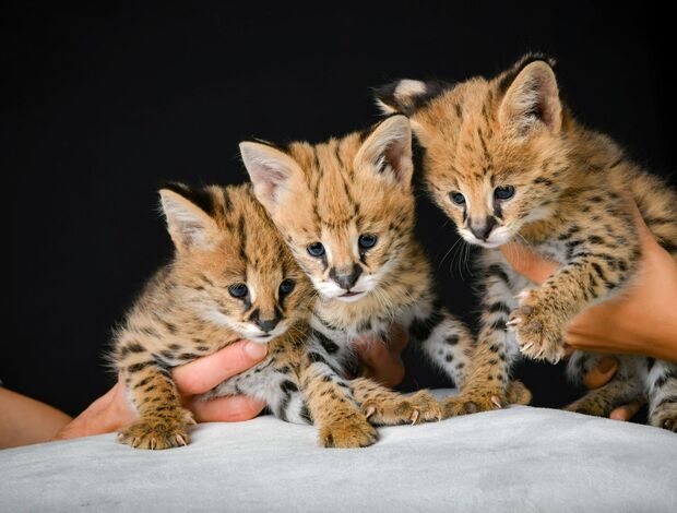 Serval Serval
