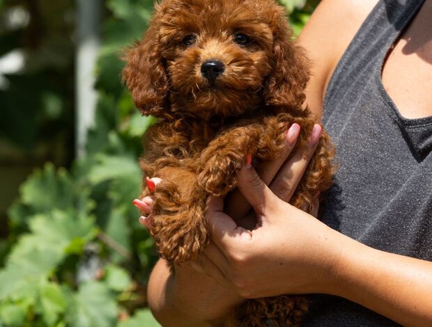 Poodle Miniature Poodle  puppies