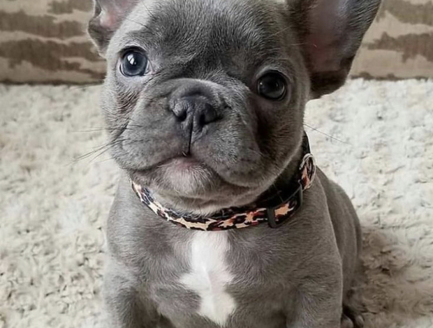 French Bulldog French bulldog puppy for sale