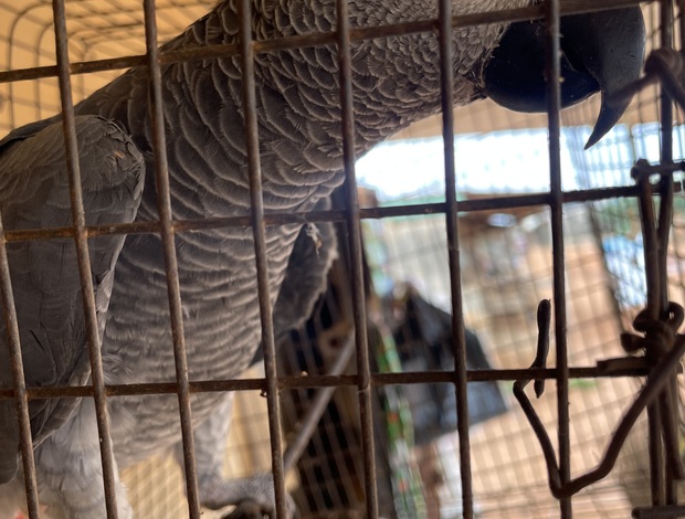 African Grey Parrot African grey parrot