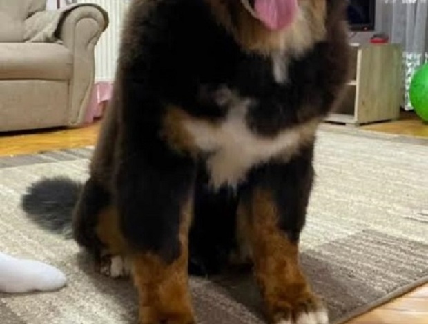 Bernese Mountain Dog Bernese mountain dog