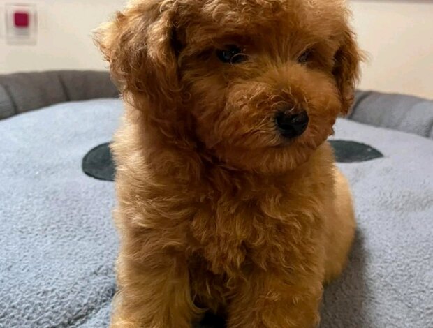 Poodle Red Toy Poodle