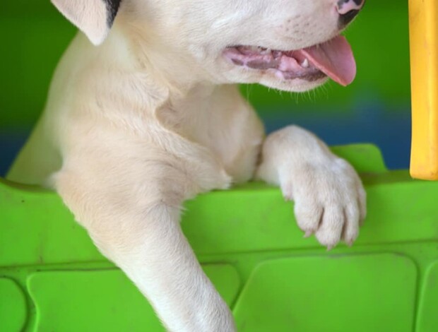 Bull Terrier Standard Bull Terrier – Beautiful Female for Sale