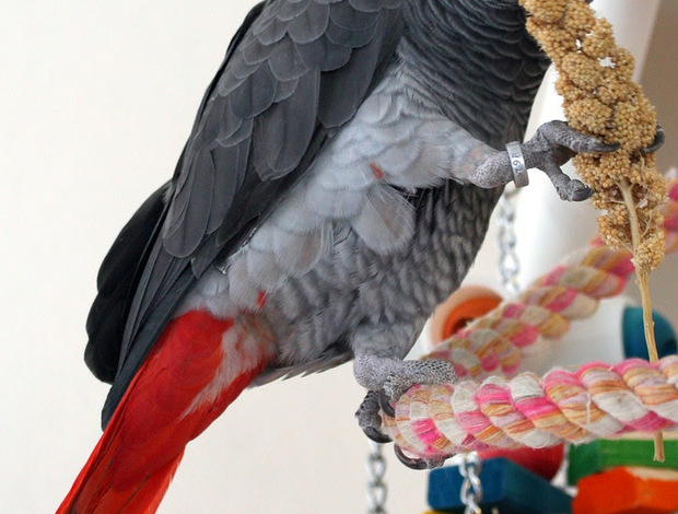 African Grey Parrot Hand-fed Congo African Grey Parrots