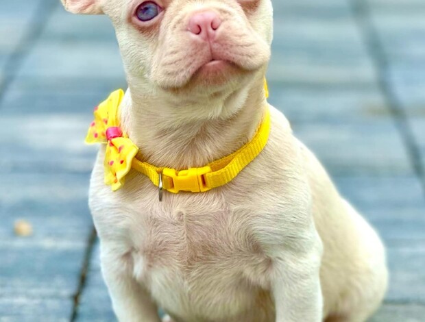 French Bulldog Pink French Bulldog Puppies