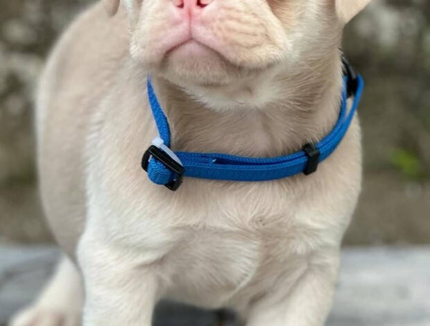 Pug Pink Pug Puppies