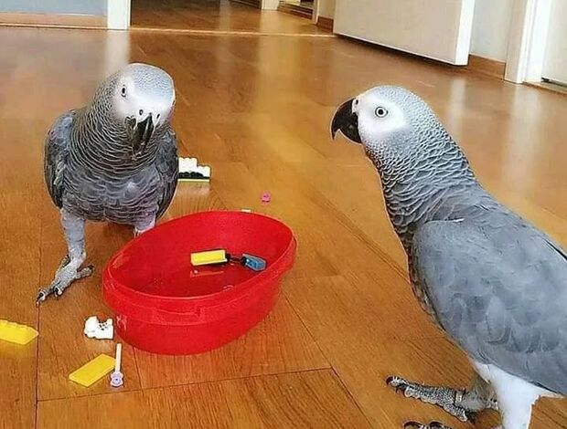 African Grey Parrot African Grey Parrots raedy Now
