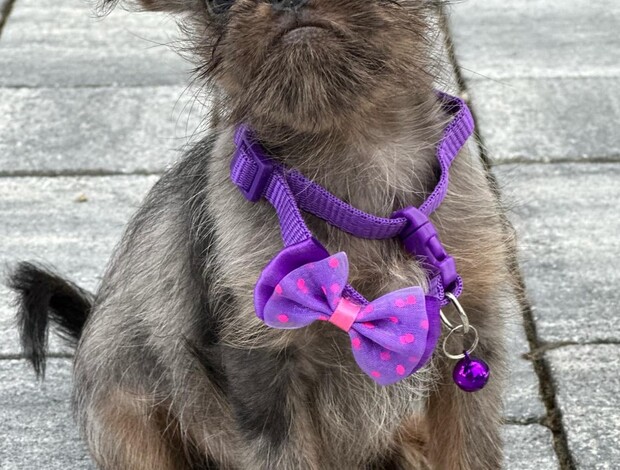 Griffon Bruxellois Brussels Griffon male puppies for sale