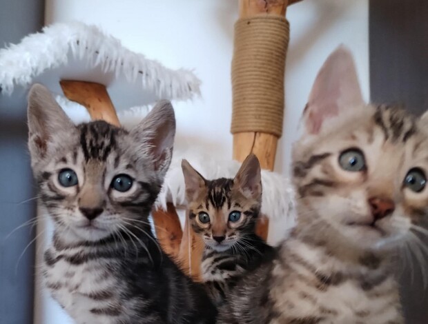 Bengal Bengal kittens for sale