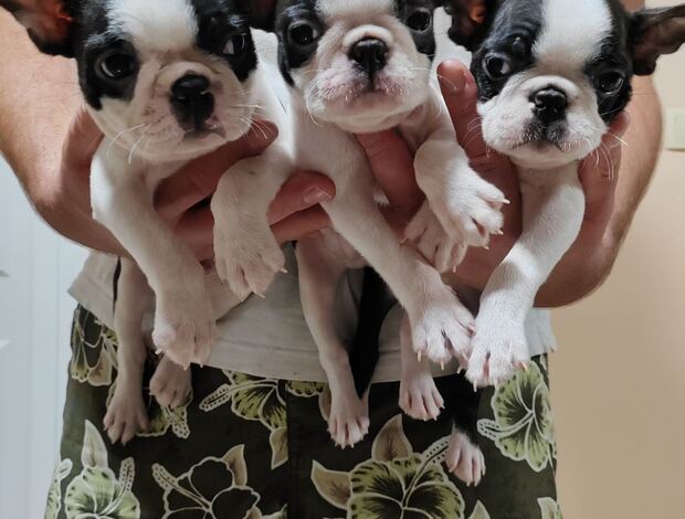 Boston Terrier Boston Terrier Puppies for Sale