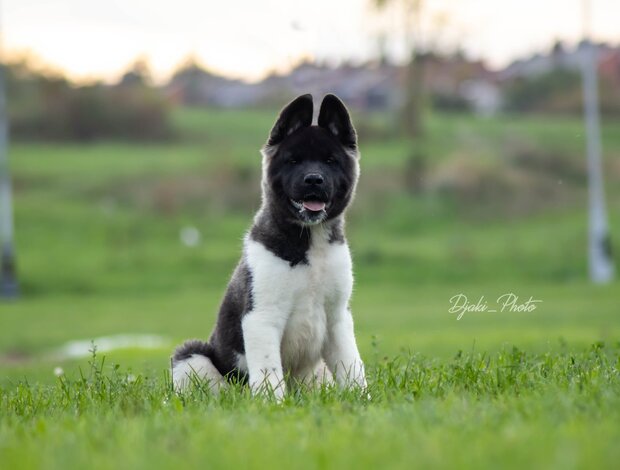American Akita American Akita puppies