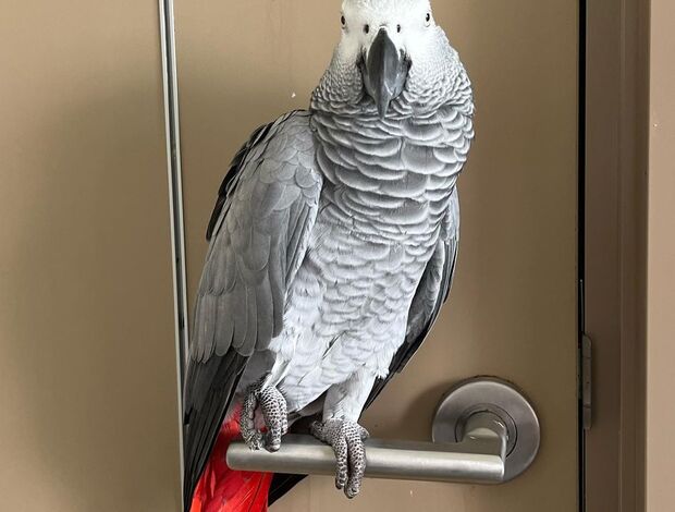 African Grey Parrot Female African Grey Parrots for Sale