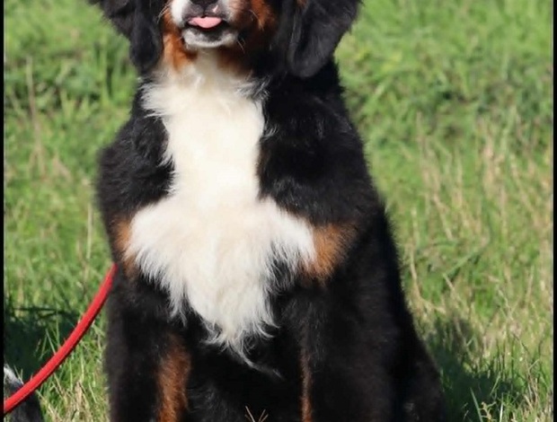 Bernese Mountain Dog Bernese Mountain Dog