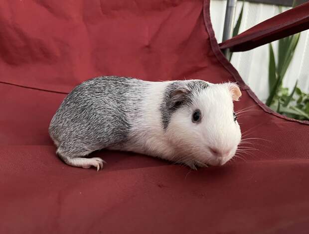 Guinea Pig Guinea Pigs