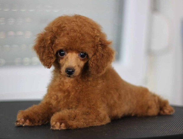 Poodle Toy Poodle Puppies for Sale