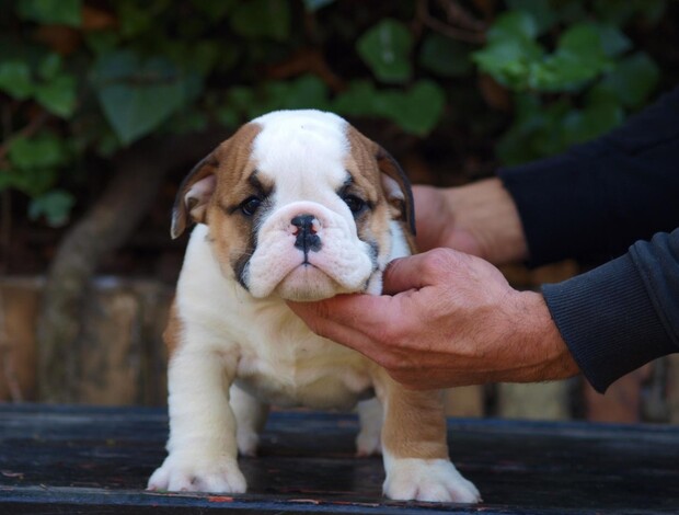 Bulldog English Bulldog Beautiful Puppies